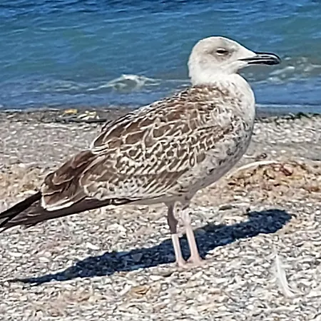 Flomar By The Sea Appartamento *